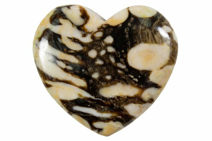 Polished Petrified Peanut Wood Heart - Australia #341908